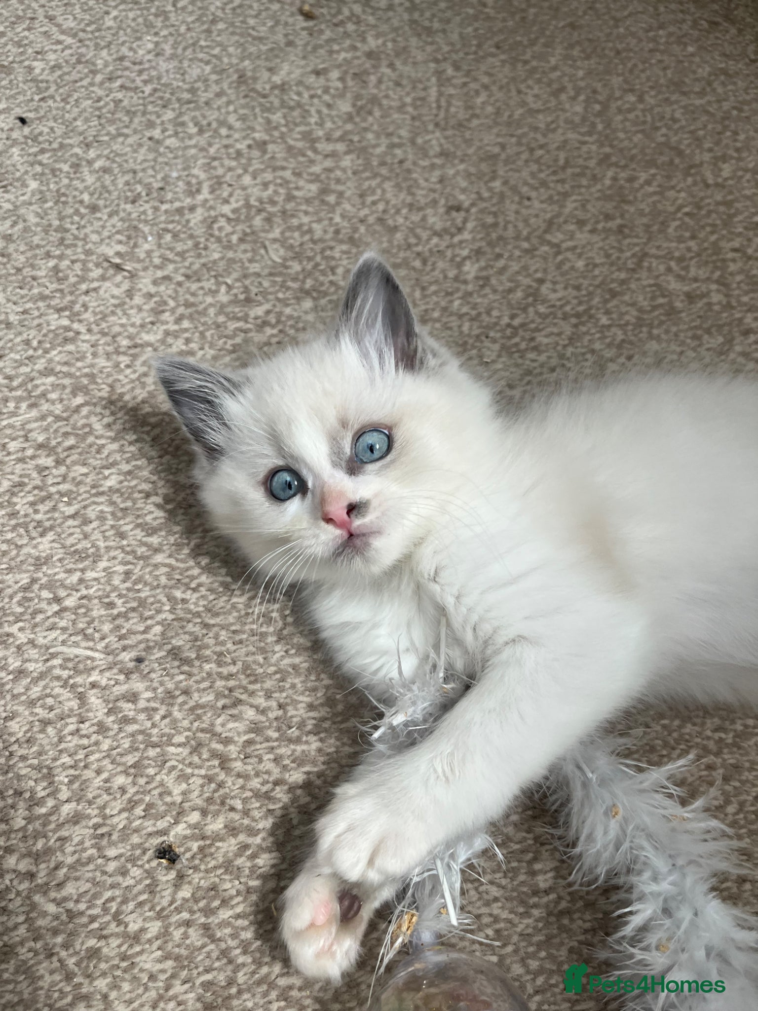 Ragdoll cats 2 male lynx ragdoll kittens available  - Advert 7