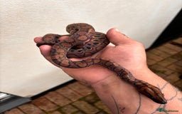 Boa Snake reptiles for sale: Brazilian Rainbow Boa  - Image 3