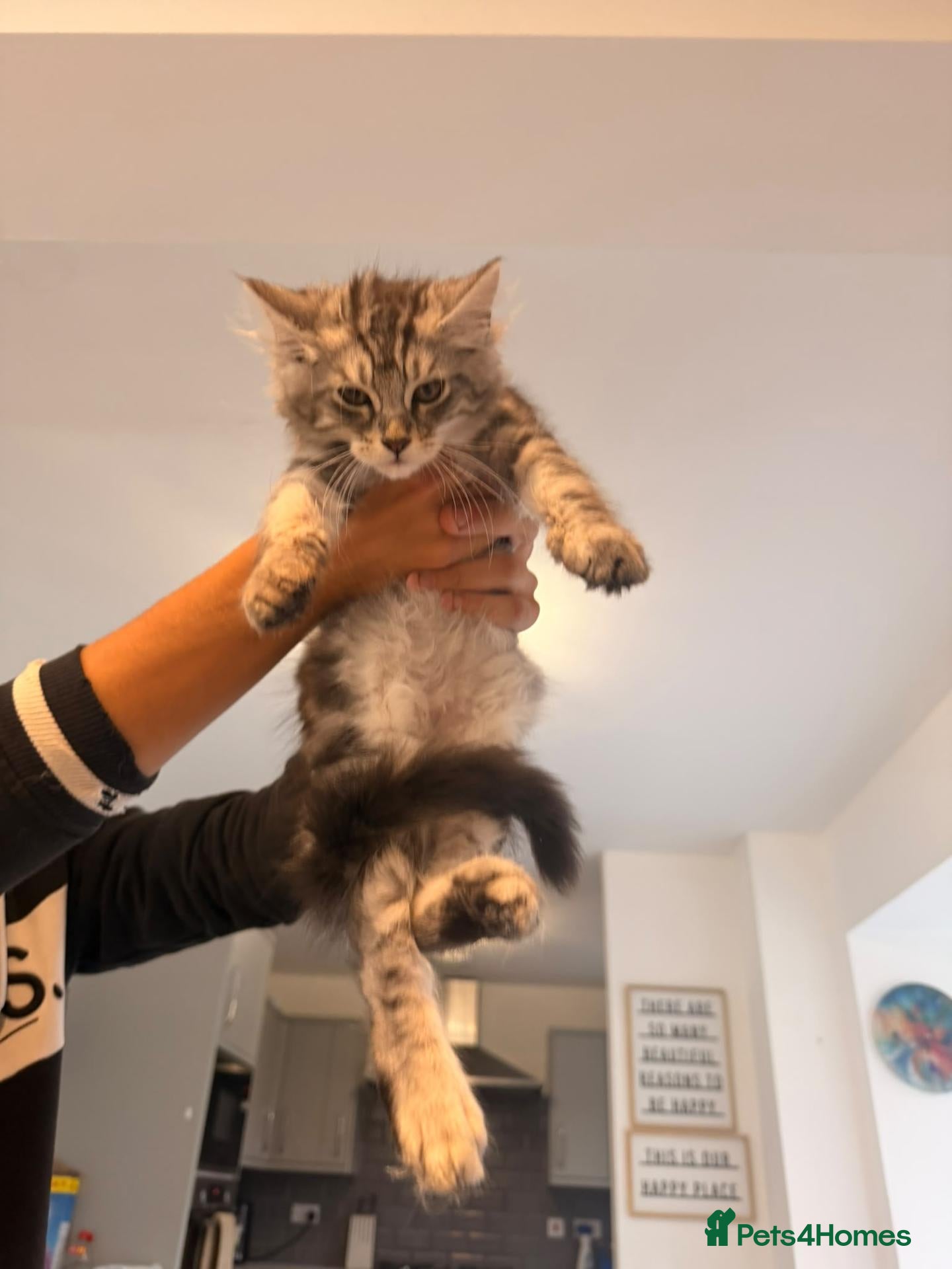 Maine Coon cats Beautiful Main coon kittens  - Advert 10