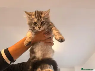 Maine Coon cats Beautiful Main coon kittens - Advert 10