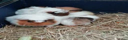 Guinea Pig rodents for sale: 5Baby Half-Peruvian Guinea Pigs Need Loving Homes  - Advert 5