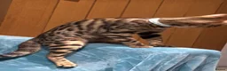 Bengal cats for sale: Female Bengal cat Fifi - Advert 4