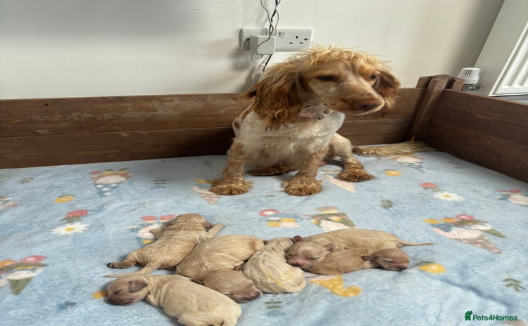 Mixed Breed dogs - Advert 3