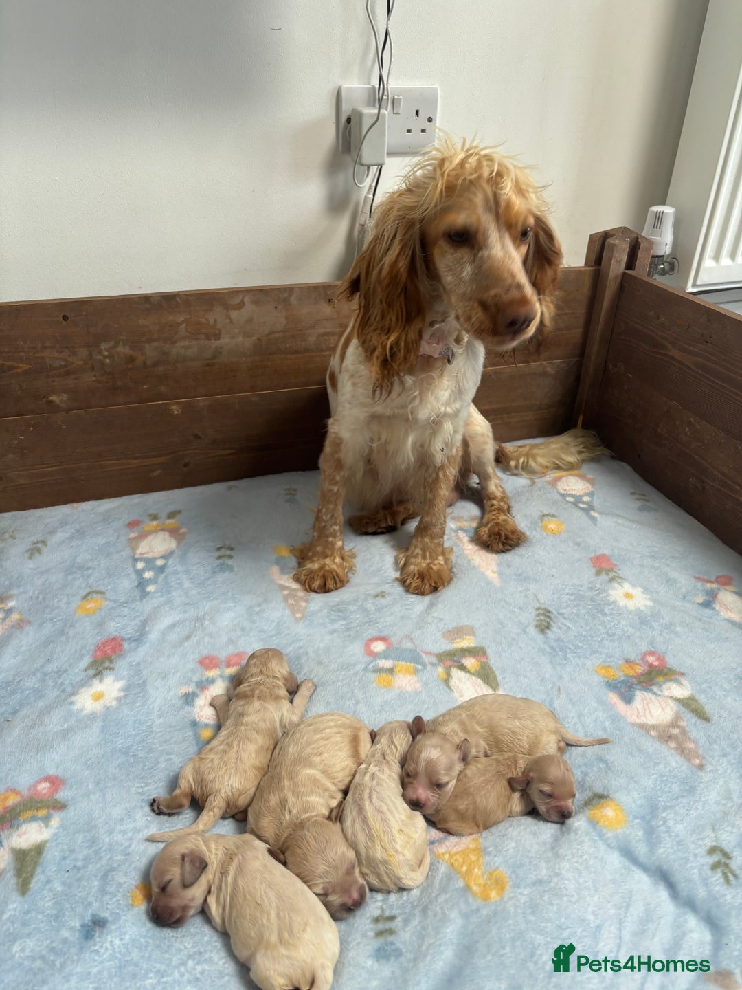Mixed Breed dogs for sale: Golden doodle x Cocker Spaniel puppies  - Image 1