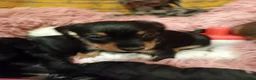 Mixed Breed dogs for sale: Miniature schnoxies  - Advert 12
