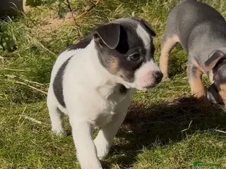 Jack Russell dogs Stunning blue and blue tri JRT pups - Advert 6