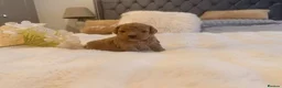 Cavapoo dogs for sale: Beautiful F1B Cavapoo Puppies  in Bradford - Advert 12