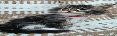 Maine coon Kitten 2