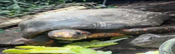 Tortoise reptiles for sale: Breeding pair of red foot tortoises  - Advert 1