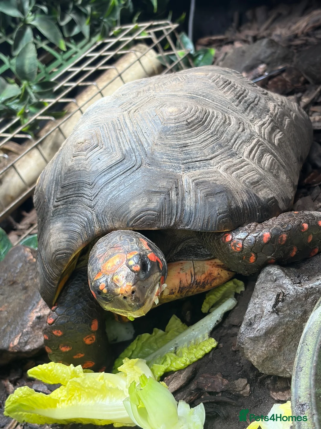 Tortoise reptiles for sale: Breeding pair of red foot tortoises  - Advert 1