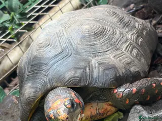 Tortoise reptiles Breeding pair of red foot tortoises - Advert 1