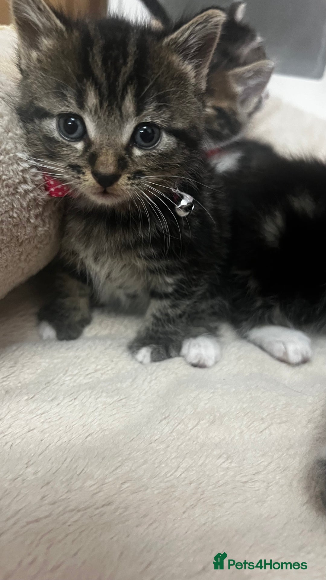 Bengal cats for sale: Beautiful bengals litter of 7😍 - Advert 23