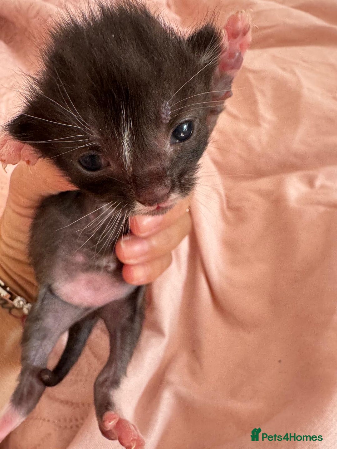 Mixed Breed cats for sale: 5 babies just born weeks ago! - Image 2