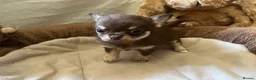 Chihuahua dogs for sale: Chihuahua puppies with blue and green eyes 2 m & 2 - Advert 18