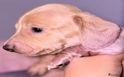 Miniature Dachshund dogs for sale: Beautiful unique babies  - Image 8
