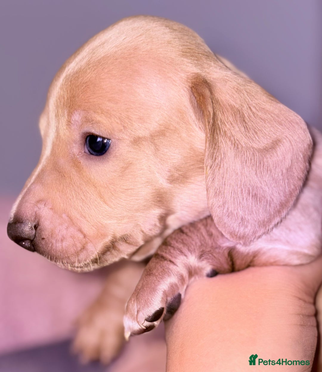 Miniature Dachshund dogs for sale: Beautiful unique babies  - Image 8