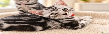 British Shorthair Kitten 3