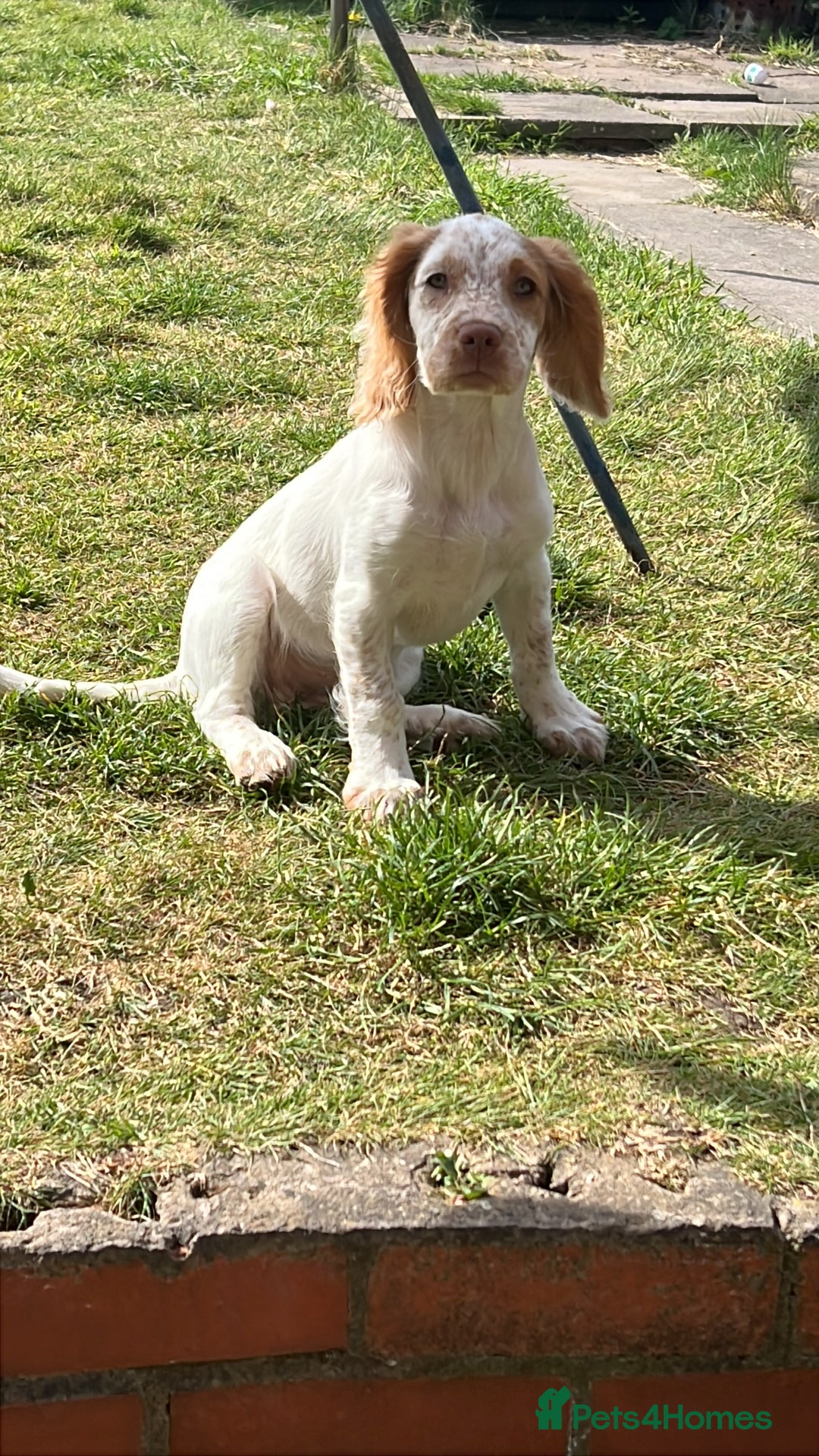 Sprocker dogs for sale: Hollie - Image 5
