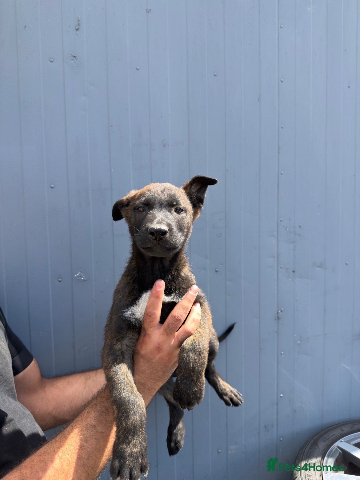 Belgian Shepherd Dog dogs Chunky WORKING LINE BELGIAN MALINOIS PUPPYS - Advert 2