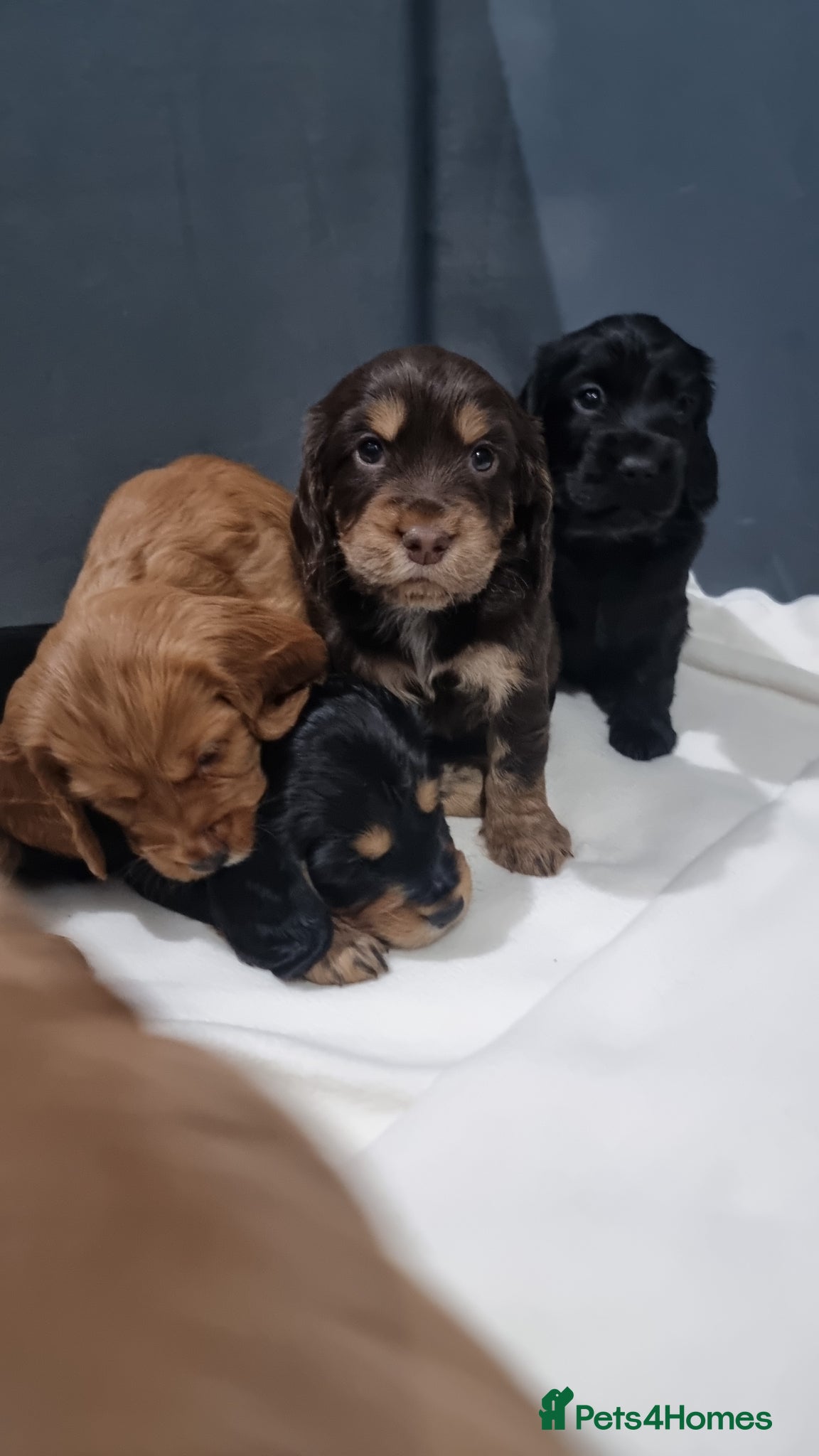 Cocker Spaniel dogs Cocker spaniels - Advert 1