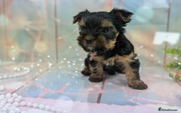 Yorkshire Terrier dogs for sale: Pedigree Yorkshire Terrier Puppies - Image 8