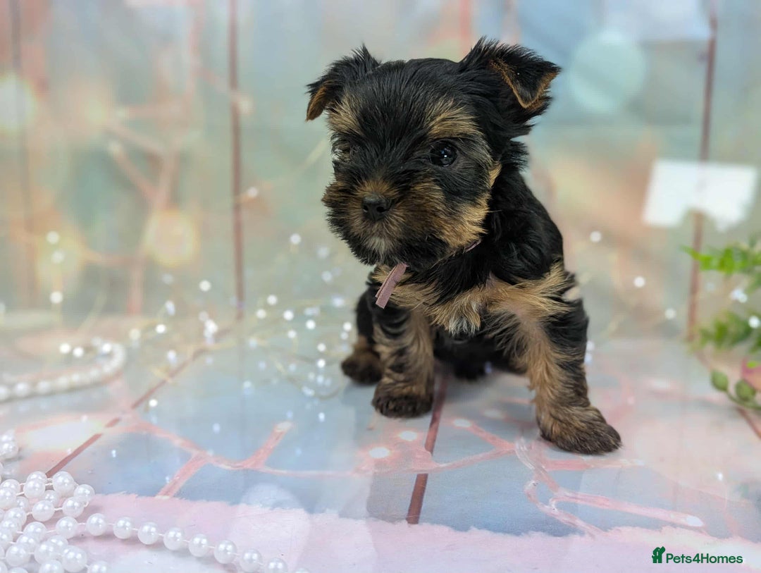 Yorkshire Terrier dogs for sale: Pedigree Yorkshire Terrier Puppies - Image 8