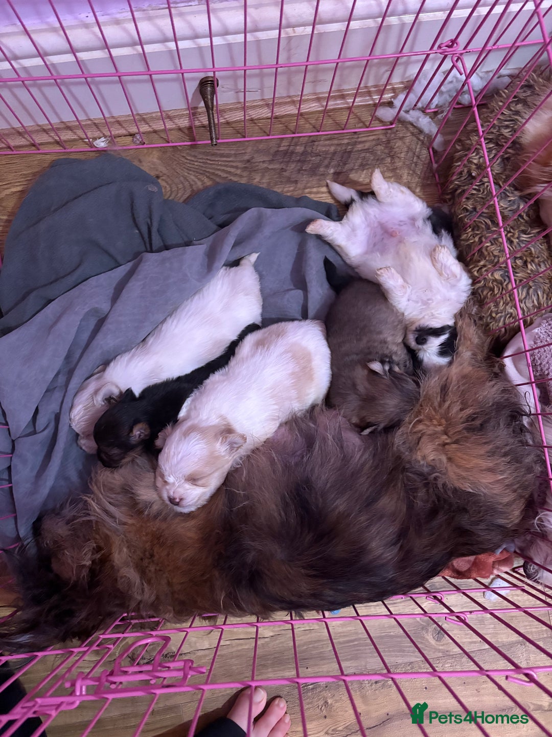 Mixed Breed dogs for sale: Mixed breed puppies - Advert 6