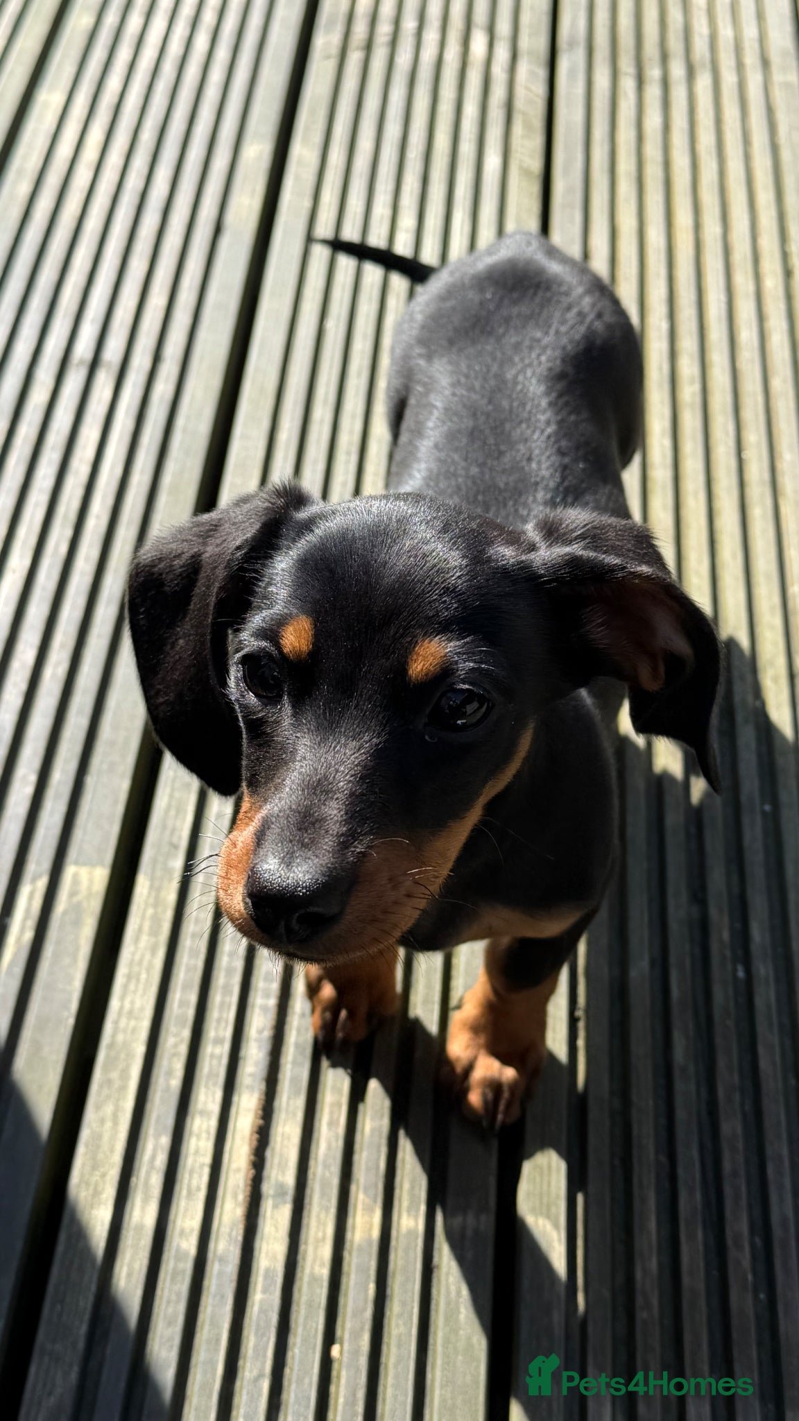 Dachshund dogs for sale: Last of the litter Female.  - Advert 4