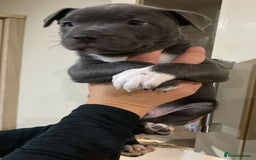Staffordshire Bull Terrier dogs for sale: 3 boy blue staffs - Image 4