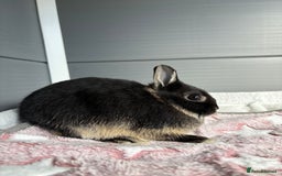 Netherland Dwarf rabbits for sale: Pure bred Netherland Dwarf (vaccinated) - Image 3