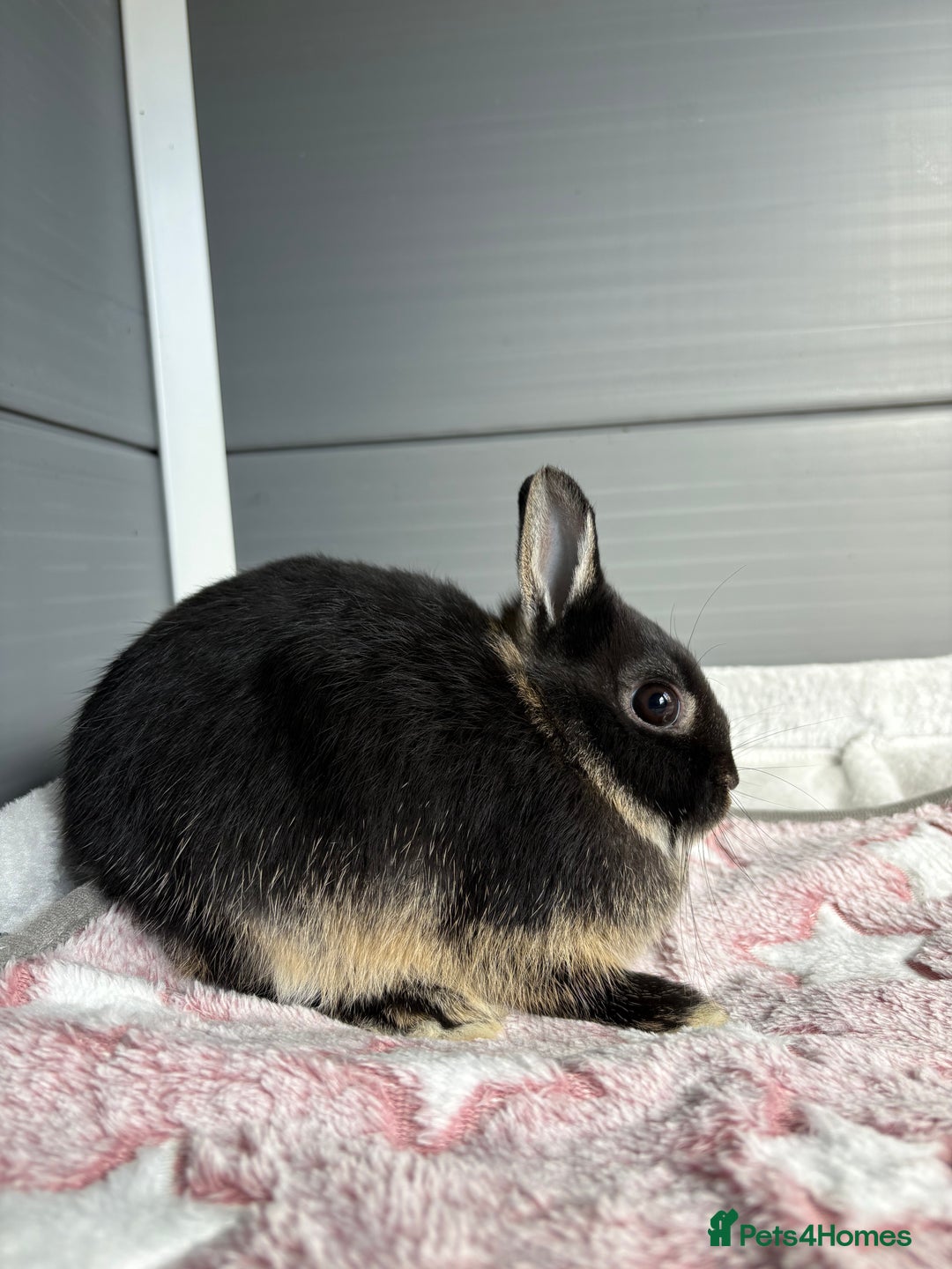 Netherland Dwarf rabbits for sale: Pure bred Netherland Dwarf (vaccinated) - Image 3