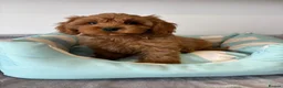 Cavapoo dogs for sale: 🐾 Stunning Cavapoo Puppies 🐾 in Sunderland - Advert 5