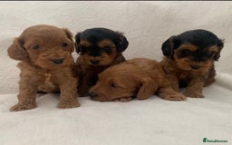 Cockapoo dogs for sale: Gorgeous F1 Cockapoo babies - DNA clear - Image 2