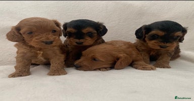Cockapoo dogs - Advert 16