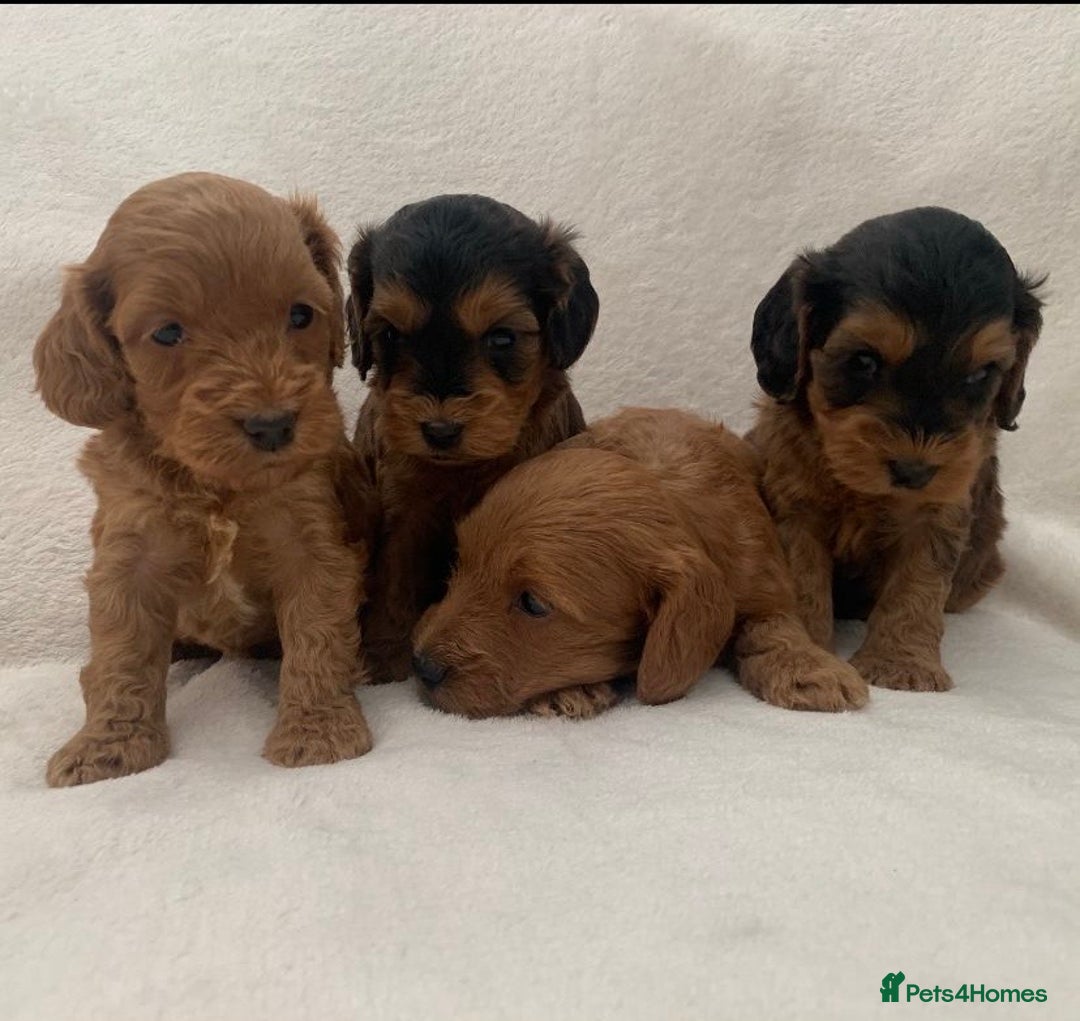 Cockapoo dogs for sale: Gorgeous F1 Cockapoo babies - DNA clear - Image 2