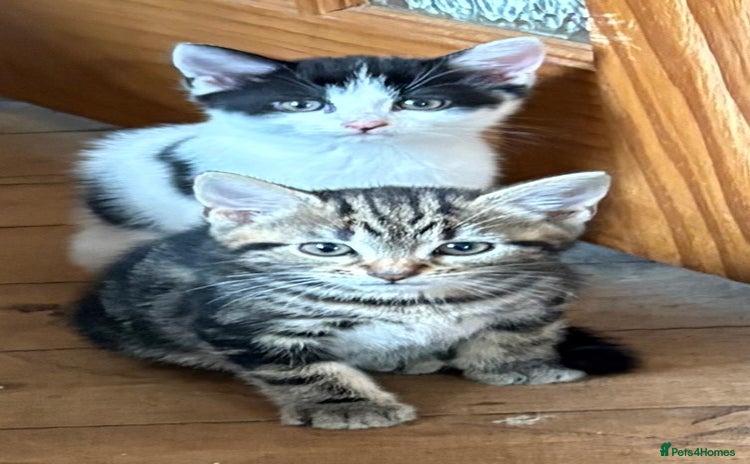 Mixed Breed cats - Advert 14