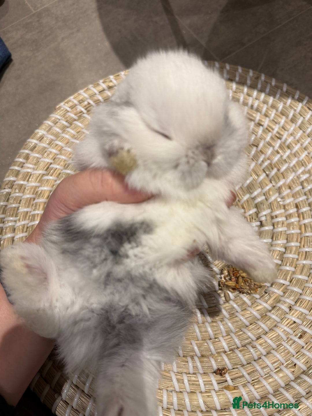 Mini Lop rabbits for sale: 5 Beautiful Baby Mini Lop Rabbits  - Advert 23