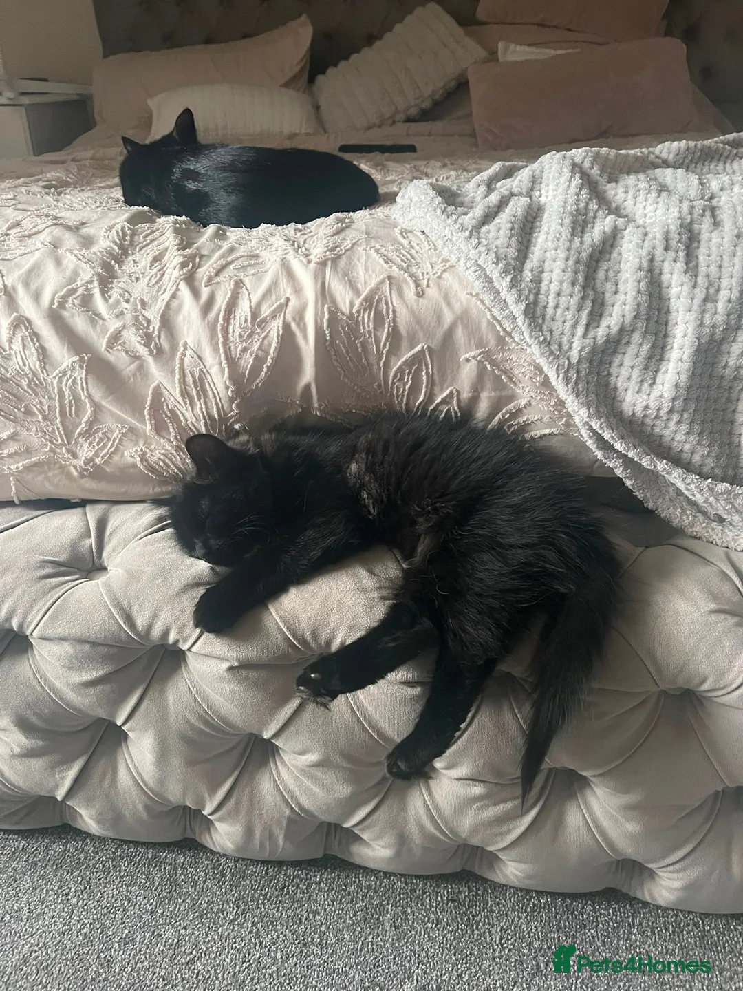 Mixed Breed cats for sale: Black cats boy and girl in Dover - Advert 2
