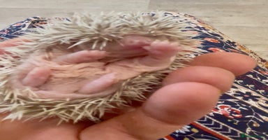 Pygmy Hedgehog rodents - Advert 2