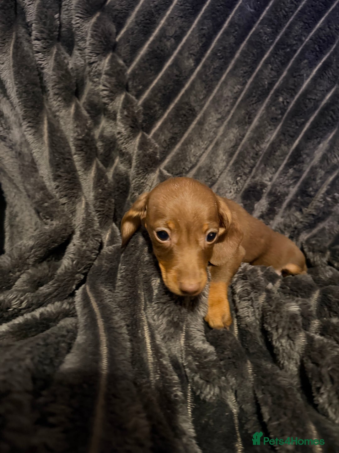 Miniature Dachshund dogs for sale: Stunning Miniature Dachshund kc reg READY NOW 🎄🎄 - Advert 31