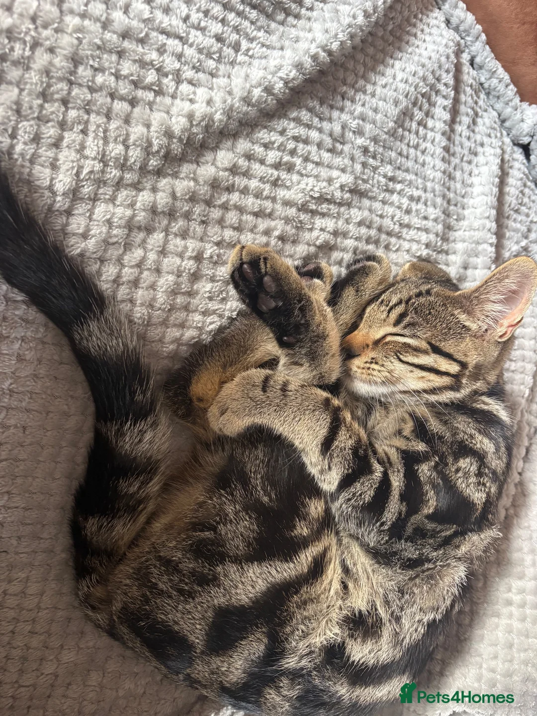 Mixed Breed dogs for sale: Tabby Kitten  in Cwmbran - Advert 3