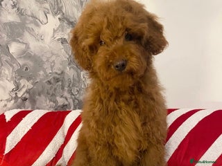 Miniature Poodle dogs Gorgeous Red Minature Poodles Puppies - Advert 1
