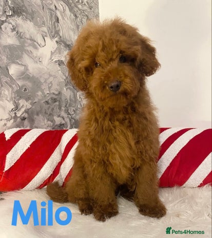 Miniature Poodle dogs Gorgeous Red Minature Poodles Puppies - Advert 5