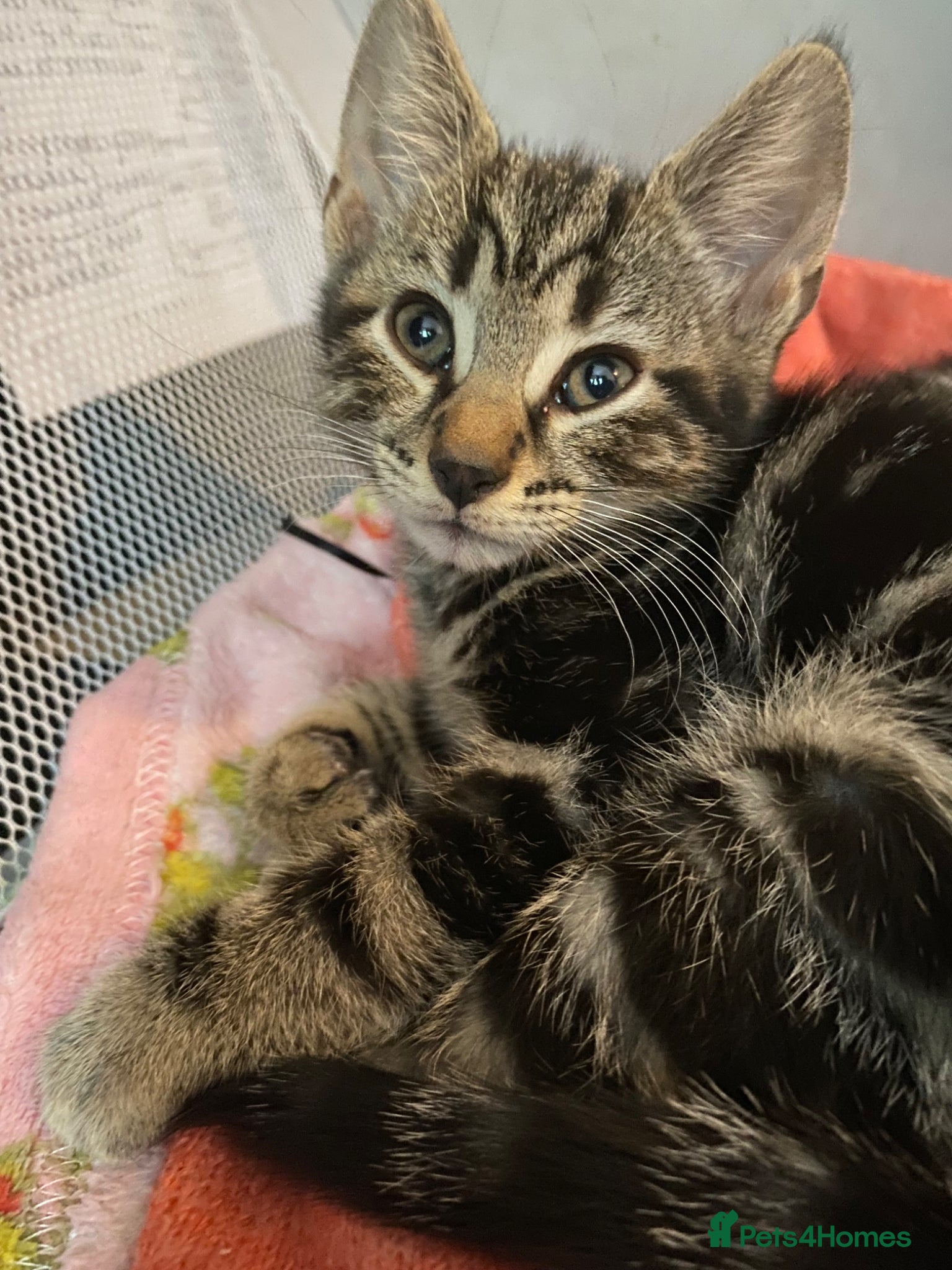 Bengal cats  Bengal kittens, ready to go! ❤️🏡 - Advert 6
