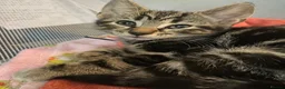 Bengal cats for sale:  Bengal kittens, ready to go! ❤️🏡 - Advert 5