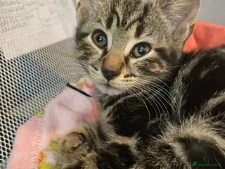 Bengal cats Bengal kittens, ready to go! ❤️🏡 - Advert 13