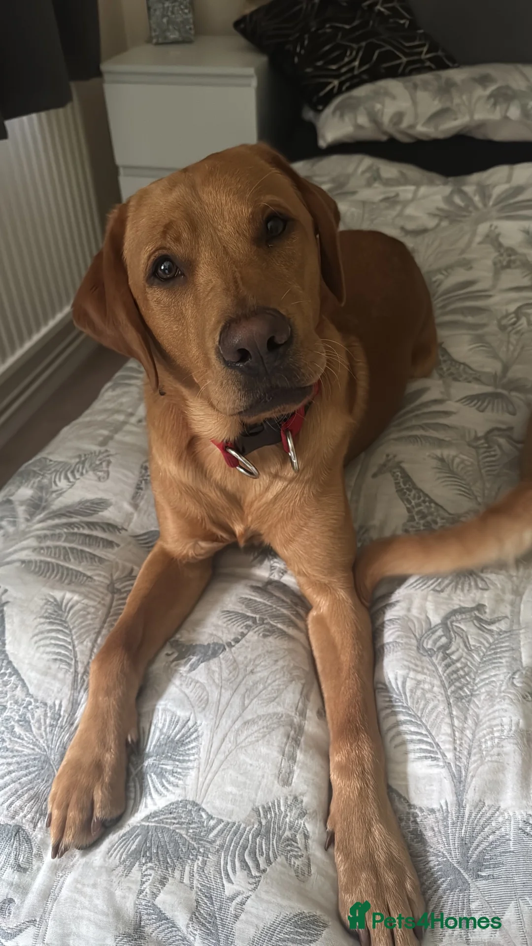 Labrador Retriever dogs for stud: Proven KC Fox Red Lab Stud - Advert 2