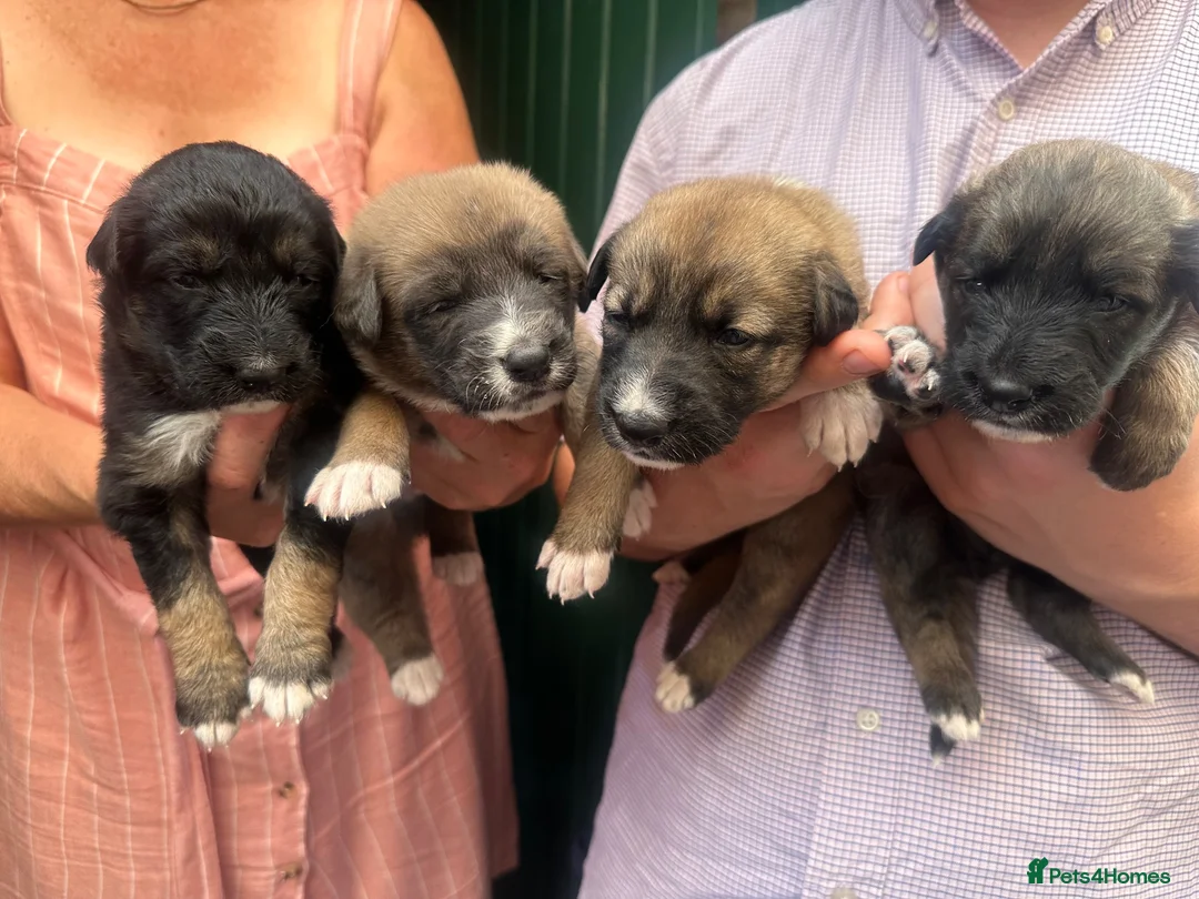 Mixed Breed dogs for sale: Lurcher puppies GSD x saluki ready now  - Advert 11