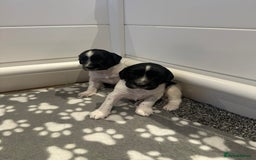 English Springer Spaniel dogs for sale: Gorgeous working English Springer Spaniel Puppies - Image 12