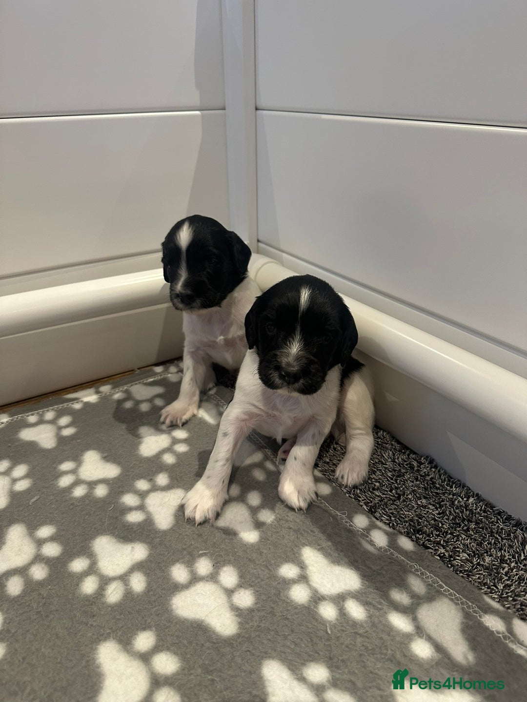 English Springer Spaniel dogs for sale: Gorgeous working English Springer Spaniel Puppies - Image 12